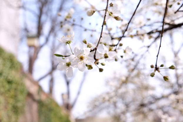 Zagreb: Procvala prva stabla na Gornjem gradu