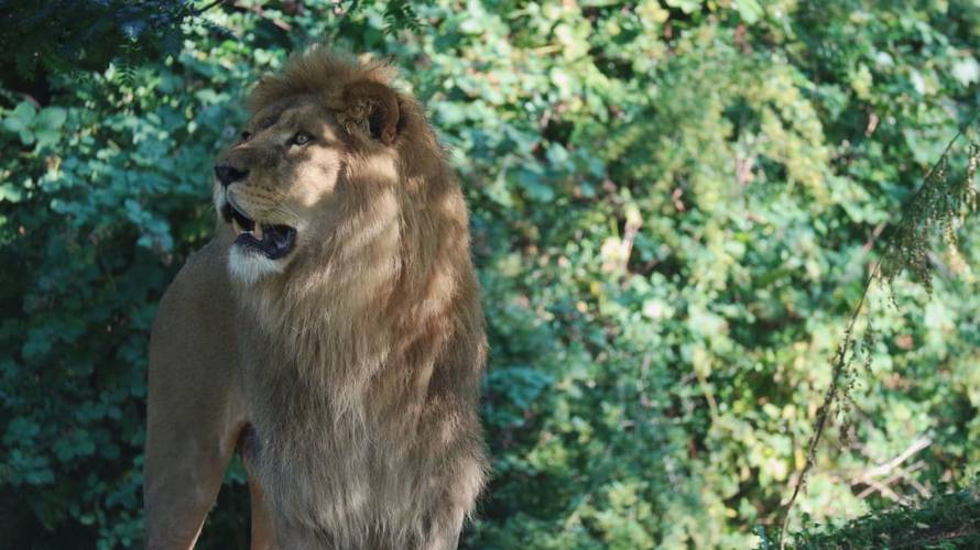 TUGA Lav ubio lavicu u ZOO vrtu u Zagrebu! Stigli su nedavno