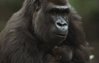 Mama gorila nježno grlila svoje tjedan dana staro mladunče