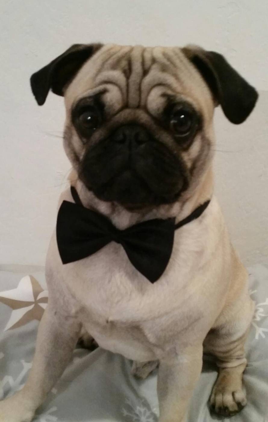 24ljubimci/Fotografije čitatelja