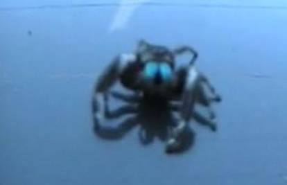 Našao pauka na haubi auta ali vrsta je još nepoznata