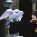 Aukcija u Londonu: Početna cijena prvog izdanja Harryja Pottera košta 1.8 milijuna kuna