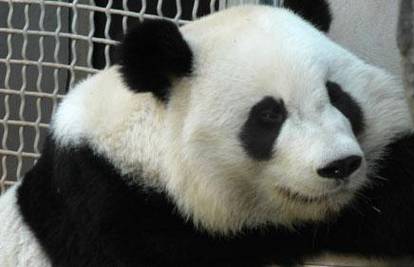 Kinezi glasaju za mužjaka koji će biti dečko pandi