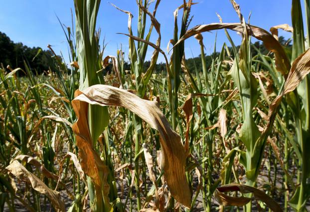 Maize plants damaged by heat