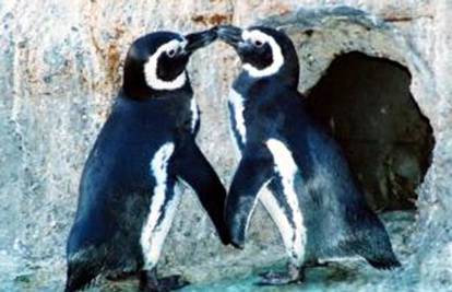 Prekinuo poznati par gay pingvina zbog druge ženke