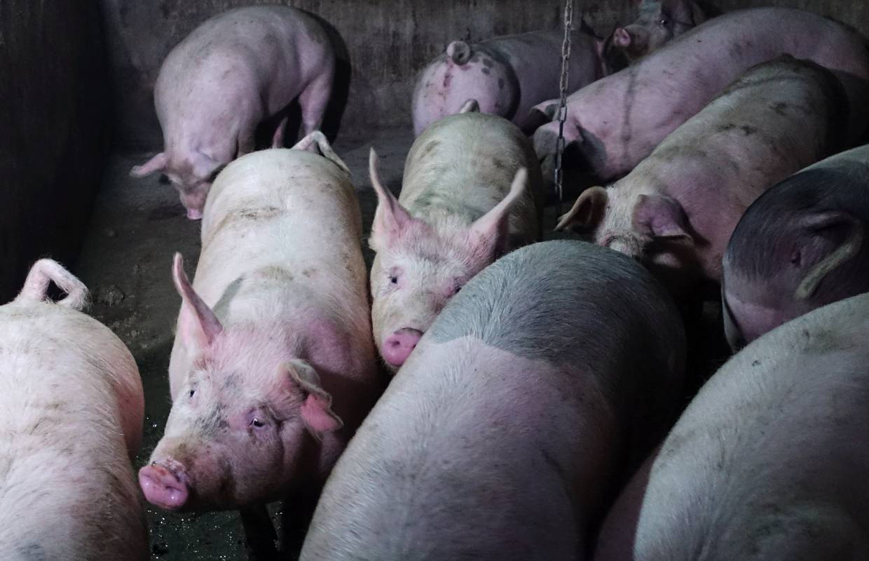 Dobila status: Hrvatska je slobodna od svinjske kuge