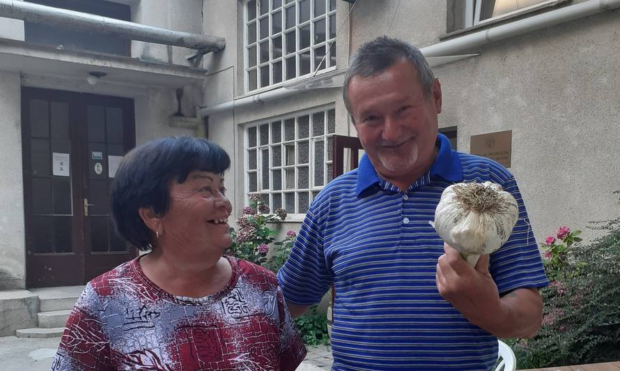 'Naš je najveći': Mariji i Ivanu niknuo češnjak od 850 grama