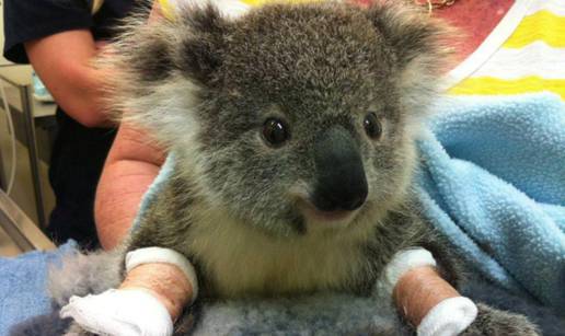 Strahuje se da je više od 2000 koala uginulo u velikom požaru