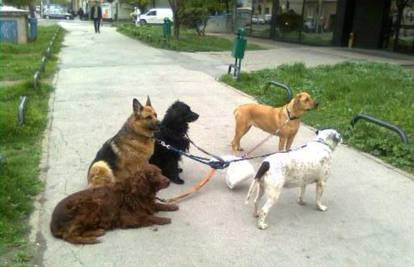 Pet pasa svezani za vrećicu strpljivo su čekali na pločniku