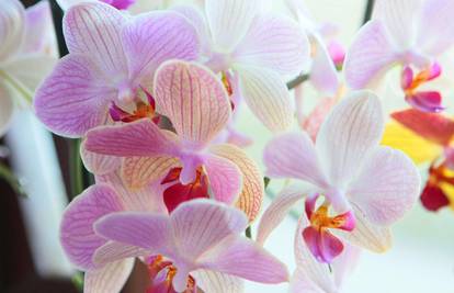 Najčešće greške s orhidejom: Žuto lišće, suhi pupoljci i trulež