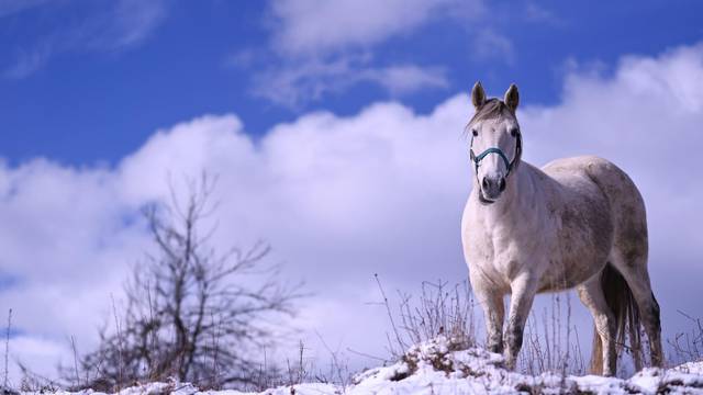 Konji uživaju na suncu na ranču u selu Jelov Klanac