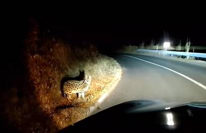VIDEO Snimio veliku mačku u Gorskom kotaru pa posvađao internet: 'Je li to serval ili ris'