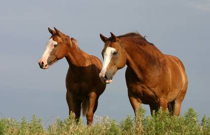Klimatske promjene: Konji su sve deblji jer ima sve više trave