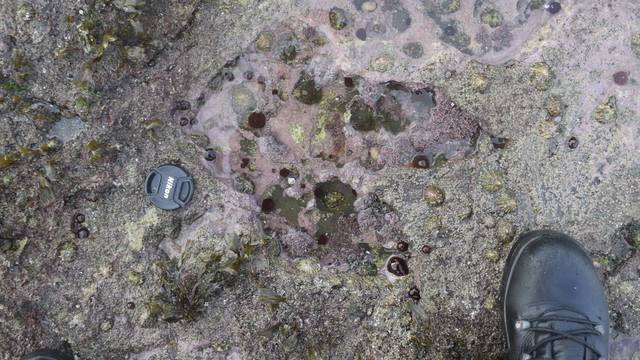 A theropod footprint discovered at Brothers' Point on the Isle of Skye in Scotland is seen in this undated photograph supplied by Edinburgh University