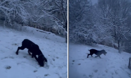 Vauuu, što je ovo bijelo? Štene iz okolice Zagreba prvi put na snijegu. Video je presladak