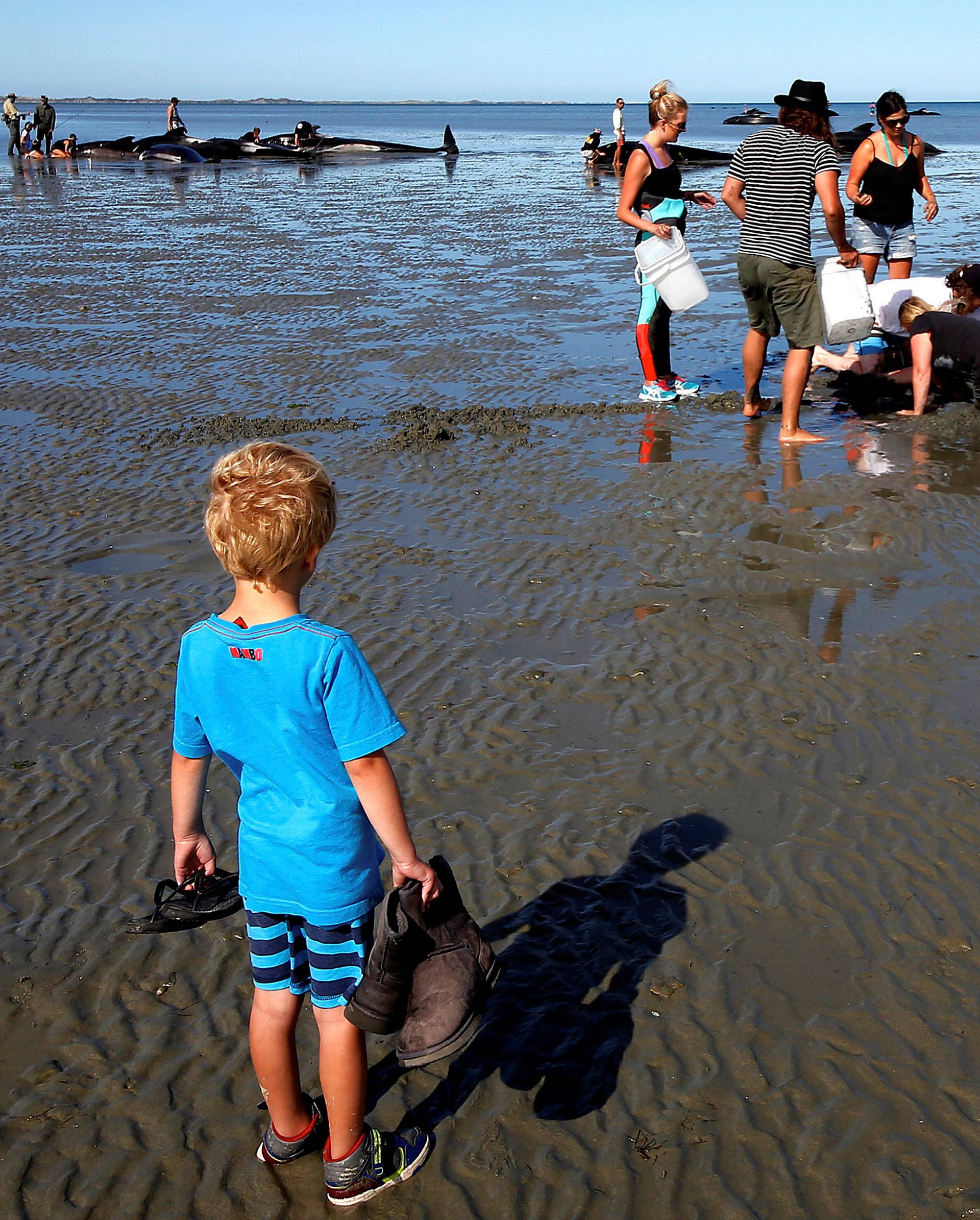 Volunteers try to assist some more stranded pilot whales that came to shore in the afternoon after one of the country's largest recorded mass whale strandings, in Golden Bay, at the top of New Zealand's South Island