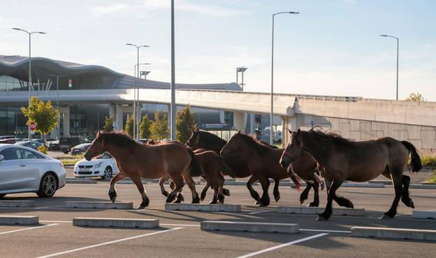 Zagreb: Konji nepoznatog vlasnika slobodno šetaju parkiralištem Zračne luke Franjo Tuđman, intervenirala policija