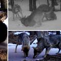 Rijetki prizori: Zaigrane zvijeri snimljene u hrvatskoj divljini