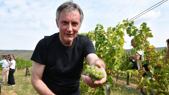 Mitrovac: Berba grožđa u vinogradu predsjedničkog kandidata Miroslava Škore