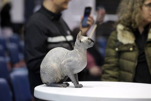 Rijeka: Međunarodna izložba mačaka