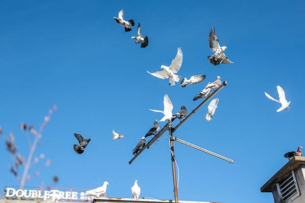 Zagreb: Zoran Pavlov na vrhu nebodera ima vrt