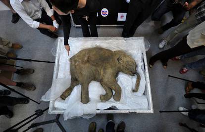 U Sibiru našli "žive" stanice mamuta te ga žele klonirati