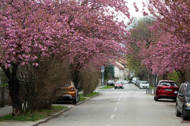 24sata Zagreb: Japanske trešnje u Ulici Bogoslava Šuleka
