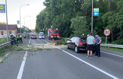 Usred vožnje na dva auta palo  drvo: 'Srećom nema ozlijeđenih'