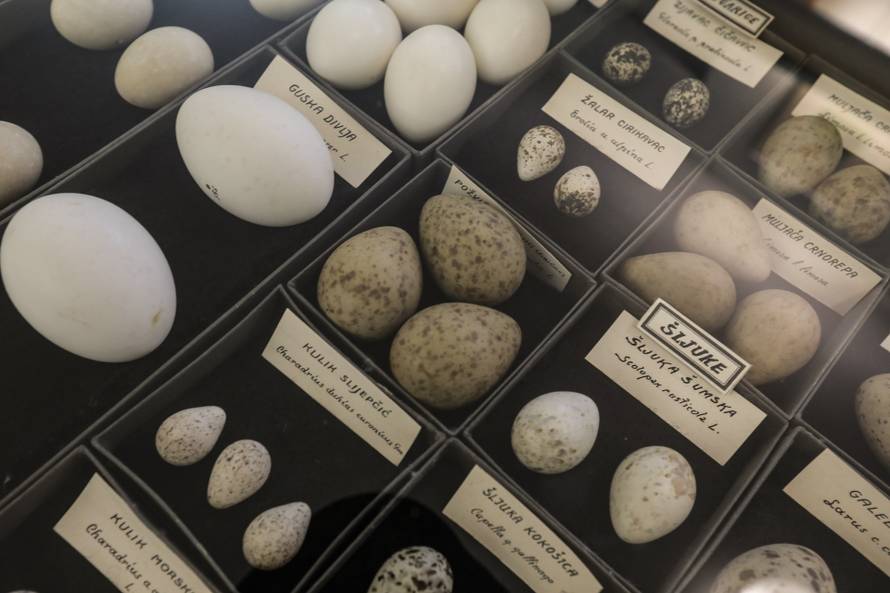 24SATA Izložba "100 godina hrvatskog lovstva" u Lovačkom muzeju