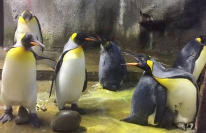 Sukob u ZOO-u: Par pingvina oteo bebu pingvina roditeljima