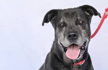 Udomi Asa: Druželjubiv je i nije svadljiv, a samo želi topli dom...