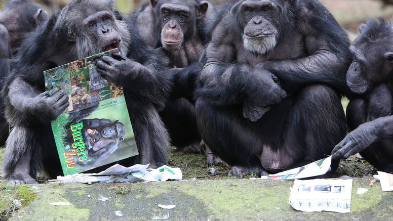 Čimpanze se posebno brinu za svoje hendikepirane mladunce