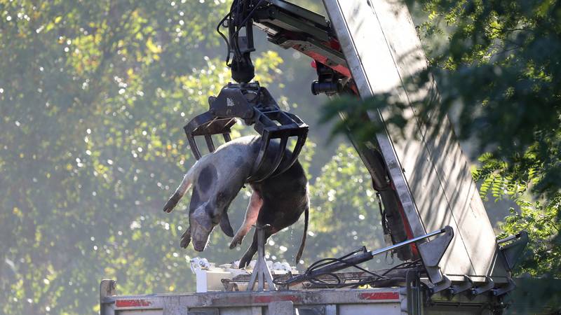 Novi slučajevi svinjske kuge u Osječko-baranjskoj županiji