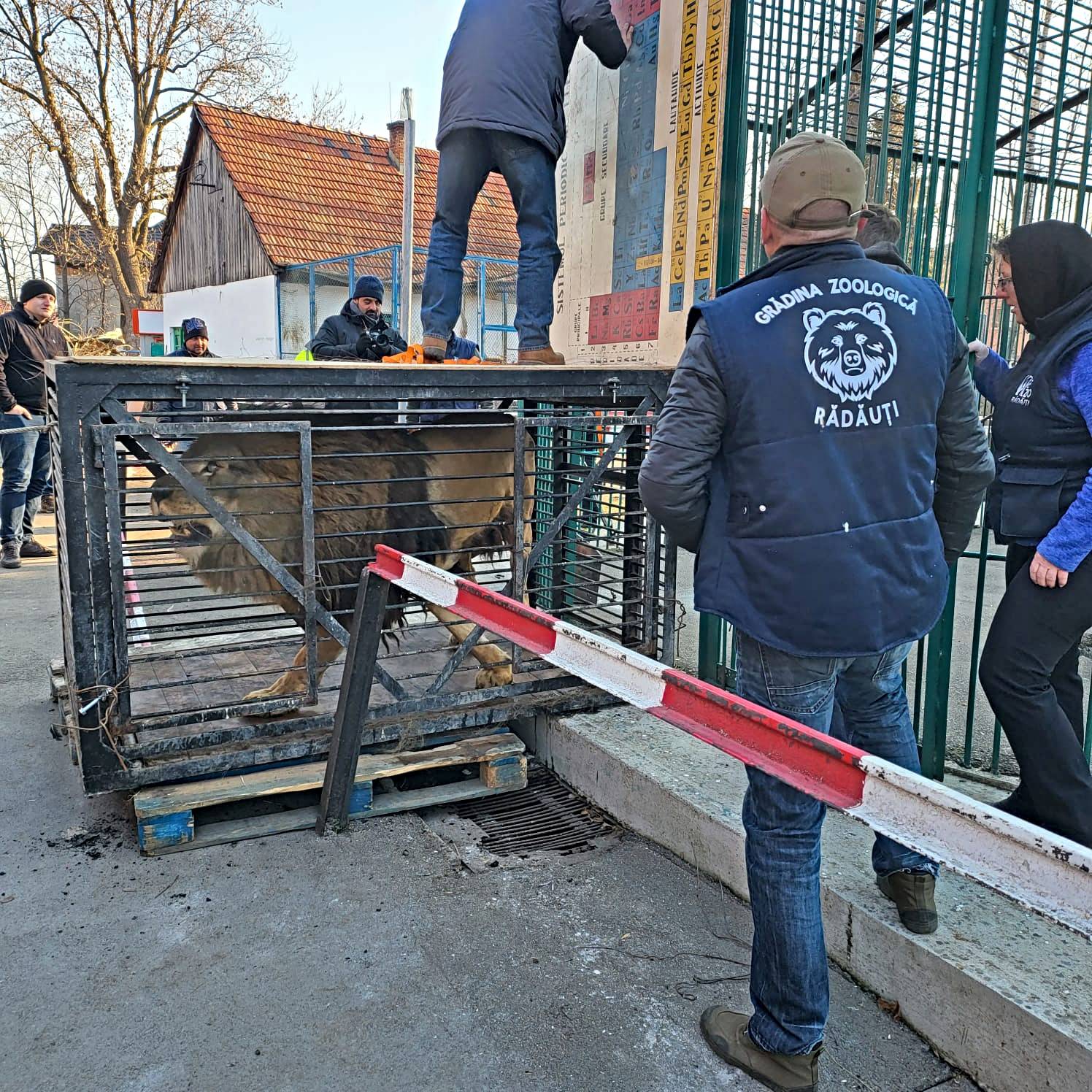 Iz Ukrajine spasili lava i vučicu, Osijek ih je bio spreman primiti