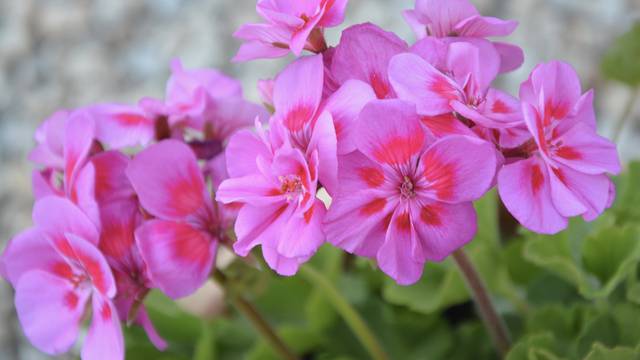 Trik kako da pelargonija cvjeta 'kao luda' sve do kasne jeseni