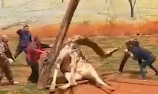 &Zcaron;irafa zapela izme&dstrok;u grana u ZOO-u, slomila vrat i uginula