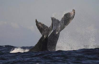 Novi Zeland: Uginula su 43 kita na plaži, spasili ih 15