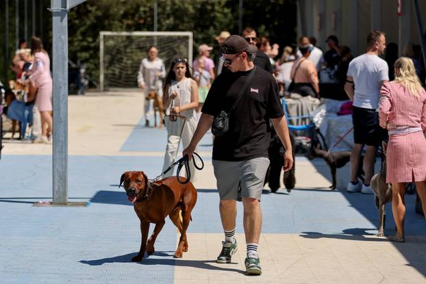 Zaton: Međunarodna izložba pasa pod nazivom CACIB Zadar 2025