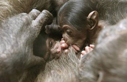 Preslatki blizanci čimpanze rođeni u Švicarskoj