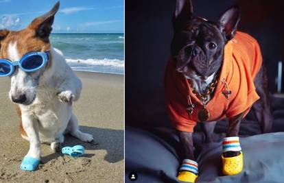Kroksice za pse su novi modni trend - ali samo za pokazivanje