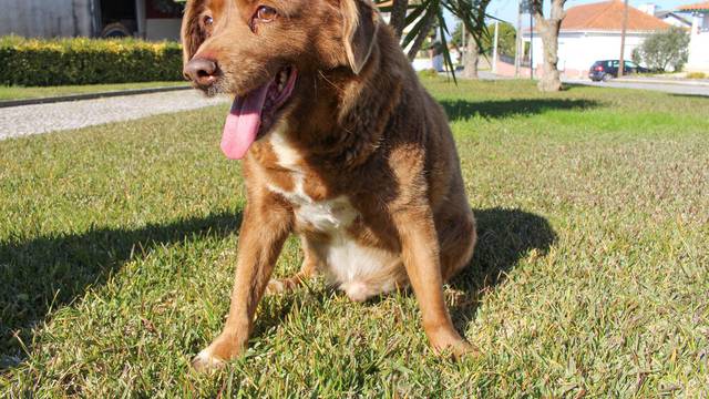 FILE PHOTO: The dog, Bobi, that broke the record for oldest dog ever at 30 years-old, is pictured at Conqueiros, in Leiria