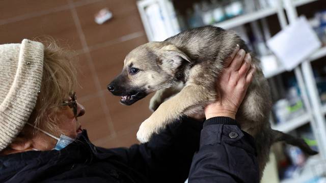 Animals rescued from Ukraine following the Russian invasion