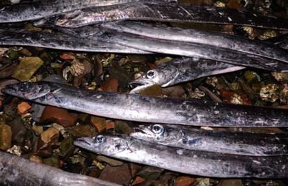 Pula: Stotine riba dužine metar i pol nasukalo se na Valelungi 