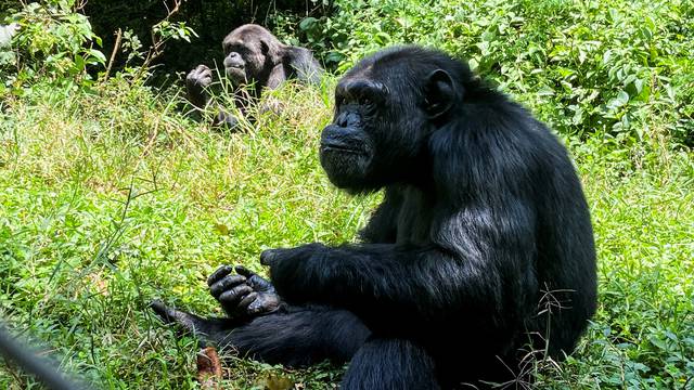 Sheriff, a large male chimpanzee and the dominant male of his group of 7 individuals, is seen at the Lwiru Primates Rehabilitation Centre, in South Kivu