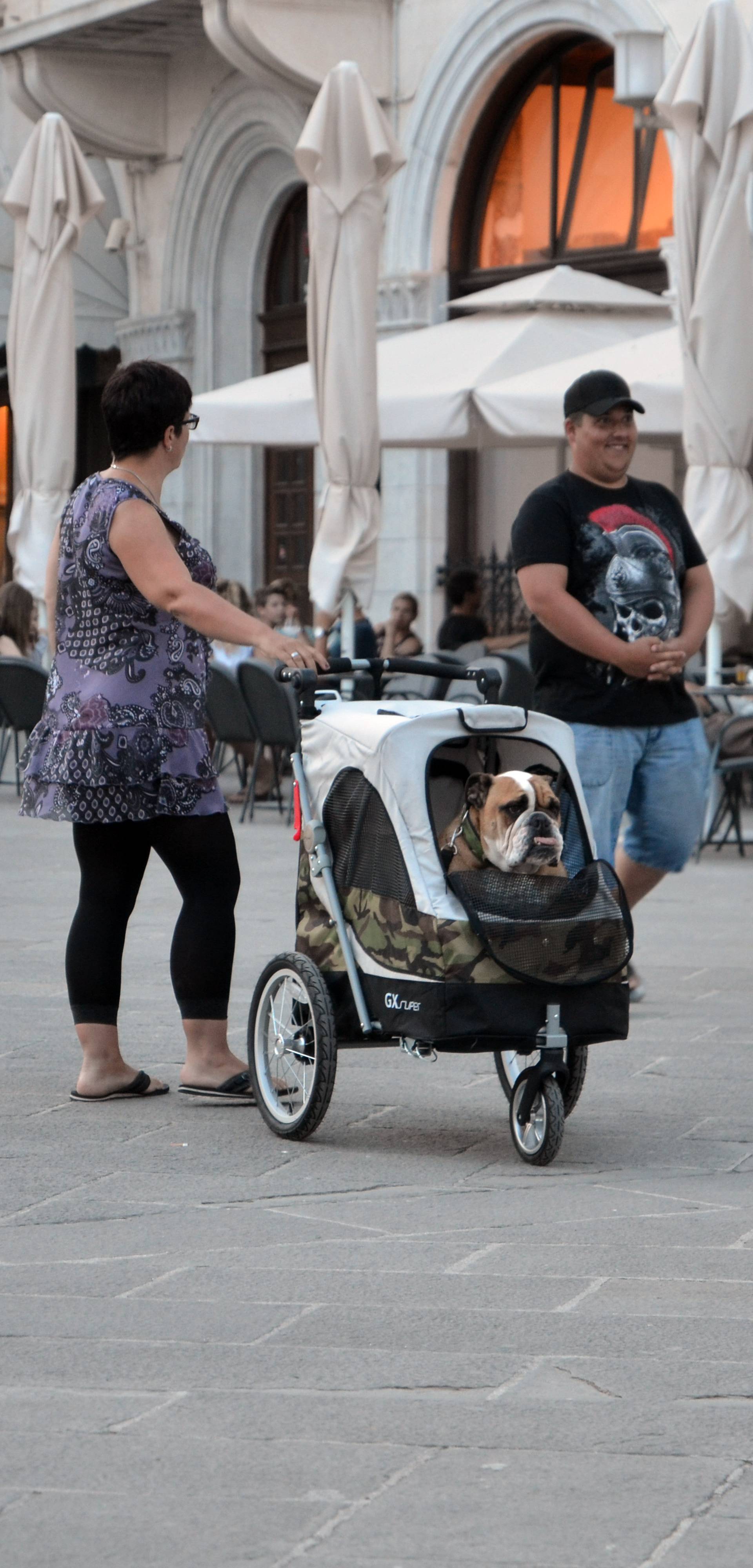 Turisti poveli buldoga u šetnju Pulom u - dječjim kolicima