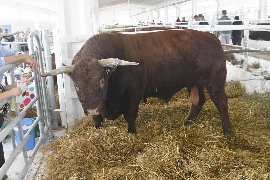 Gudovac: Bik Ogulin teži čak 1.196 kilograma