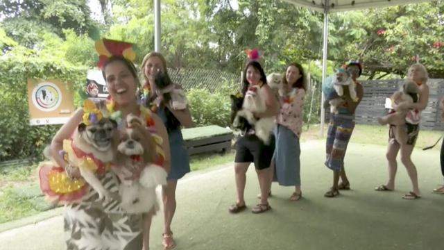 VIDEO Maskirani psi oduševili na karnevalu u Rio de Janeiru