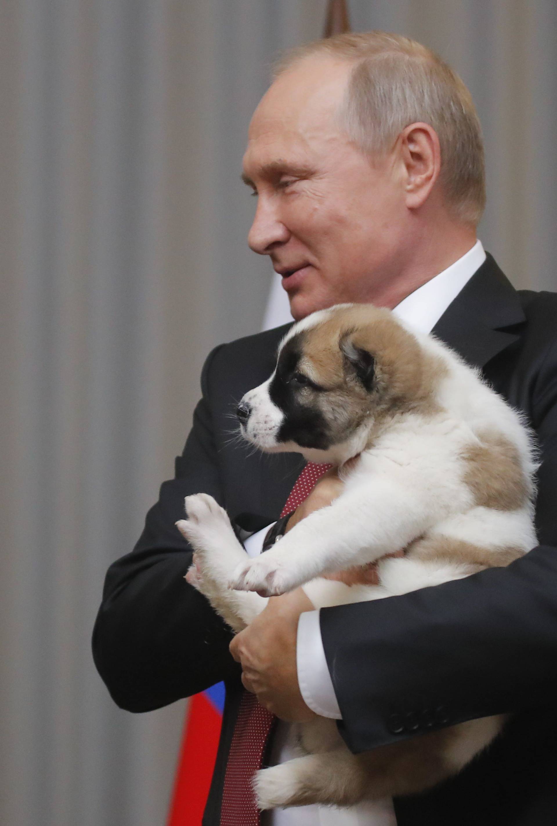 Russian President Putin holds a Turkmen shepherd dog presented by Turkmenistan's President Berdimuhamedov during a meeting in Sochi