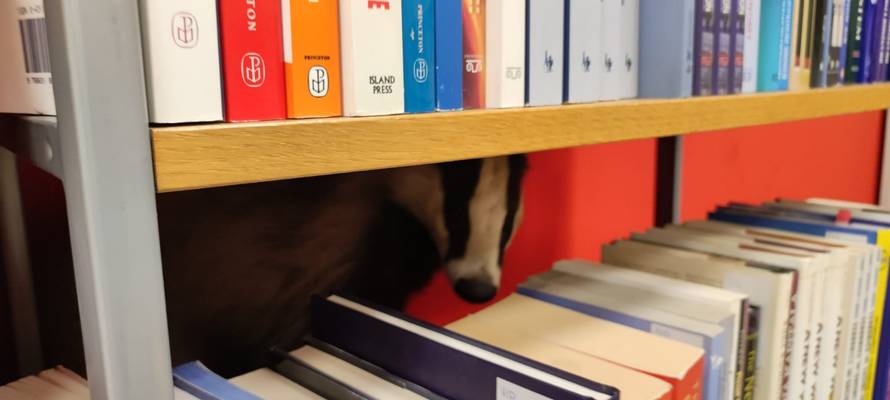 Jazavac želi studirati! Upao je u knjižnicu Sveučilišta i tražio sebi literaturu iz područja ekonomije