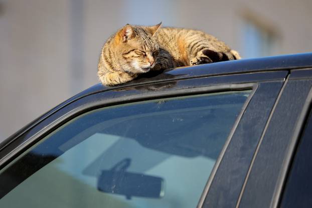 Zadar: Mace uživaju u sunčanom danu